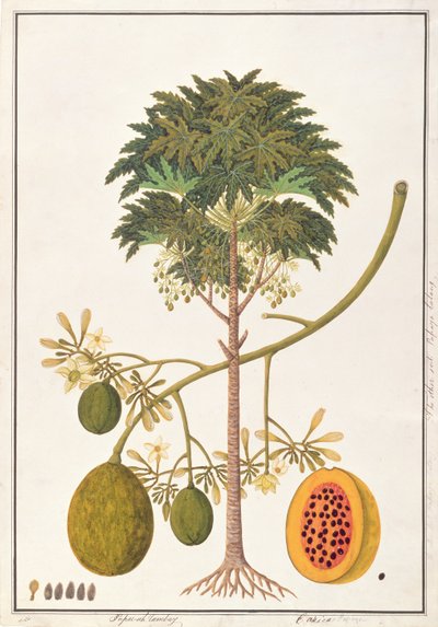 Dapai-ah Tambay or Carica, from Drawings of Plants from Malacca, c.1805-18 by Chinese School